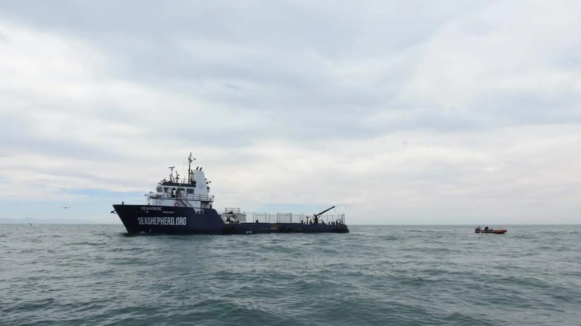 Harán recuento de ejemplares de la vaquita marina que quedan en el Golfo de santa clara